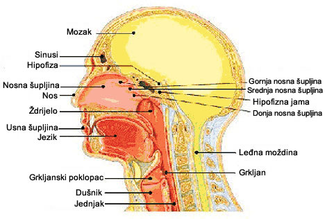 dijagram glava